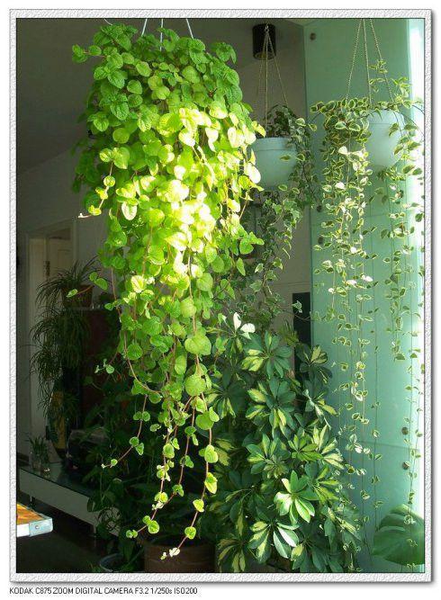飘逸之美----垂吊植物