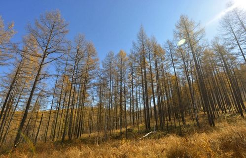 落叶松种子_落叶松种子 松树种子 针叶松 耐寒速生 林