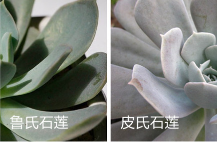 怎样区分鲁氏石莲和皮氏石莲【一生爱兰】