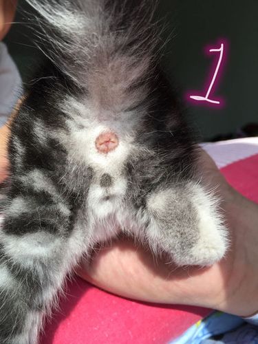 三只小猫满月了 不会分公母 大家帮忙一下 谢谢