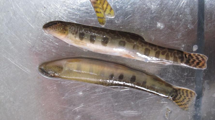 cobitinae;loaches鲤形目鳅科花鳅亚科鱼类的通称 .