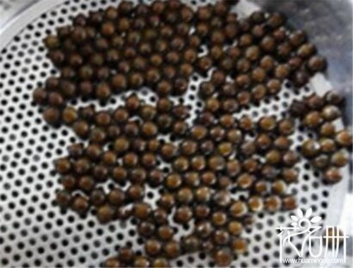 王莲的种子为褐黑色的豌豆状,每年的9月份可收获果实.王莲种子怎么种?