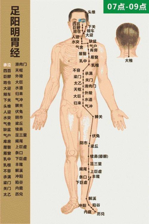 十二时辰经络动态走向图,养生必看!建议收藏!