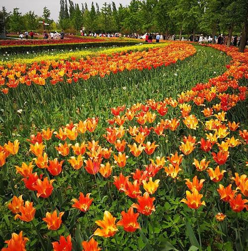 4月6日发团 顺义鲜花港郁金香文化节 赏北京醉美春天!