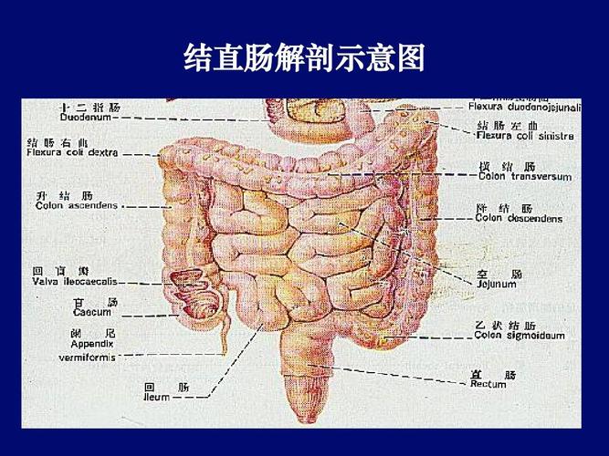 直肠的位置清晰图