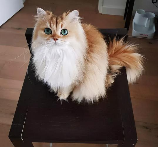 猫咪分为短毛和长毛猫两个品种,猫咪都喜欢舔毛,相比较短毛猫,长毛猫