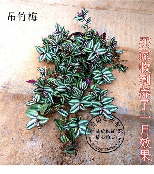 吸收甲醛/紫叶吊兰 又叫彩叶吊兰 吊竹梅 紫叶吊竹梅 吊兰盆栽净_7折