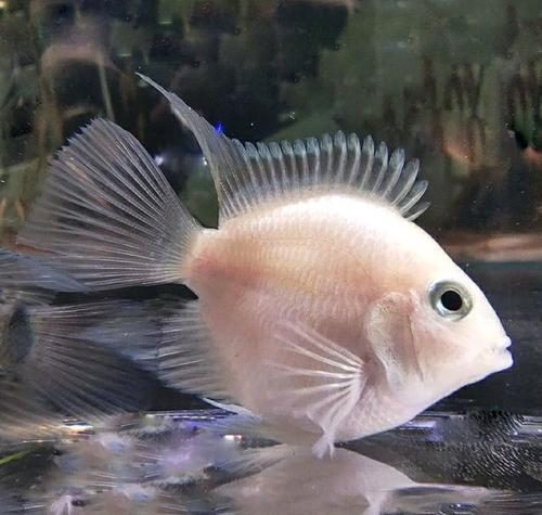 白金迷你鹦鹉鱼公鱼