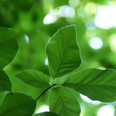 适合做头像的树叶图片树叶头像图片400张