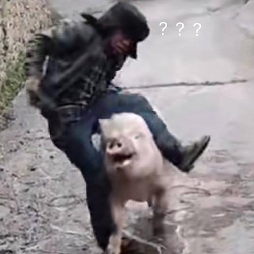 电影举起手来 现实版抓猪