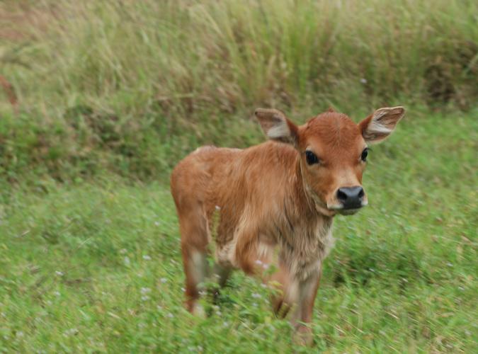 初生牛犊之靓pos