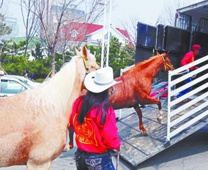 所有马匹由特殊车辆运输.