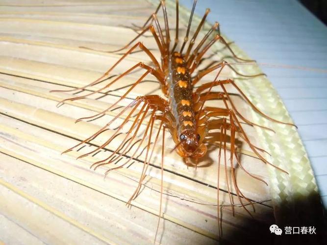 营口传说│于蚰蜒的故事