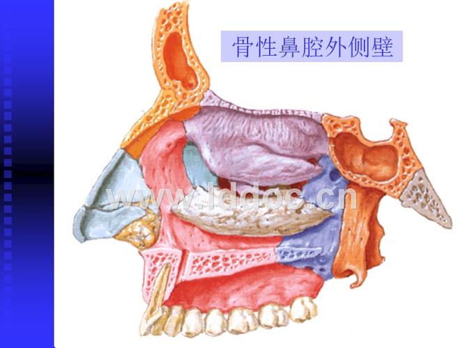 基础医学-人体解剖学-鼻腔,鼻旁窦和蝶鞍区应用解剖.ppt