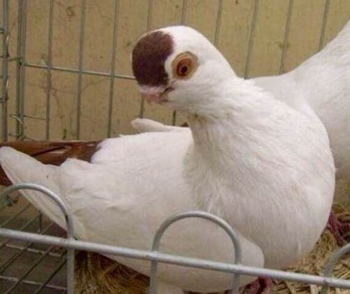 记忆中的老北京观赏鸽(上)