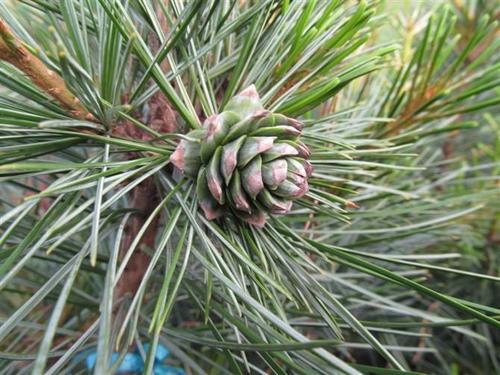 红松嫁接苗  2021-11-10