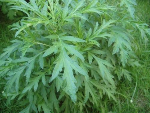 猫须草的功效与作用,种植