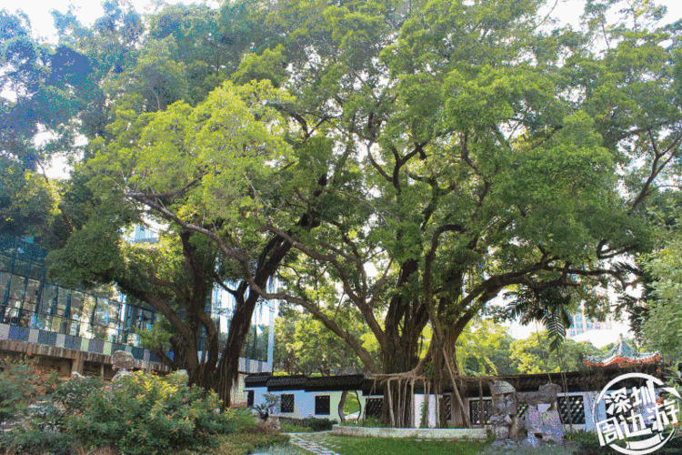 公园里有好几棵根深蒂固的大榕树