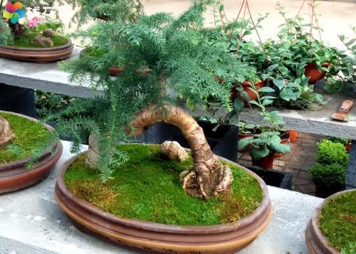 澳洲杉,株型美观,盆栽要如何管理呢?