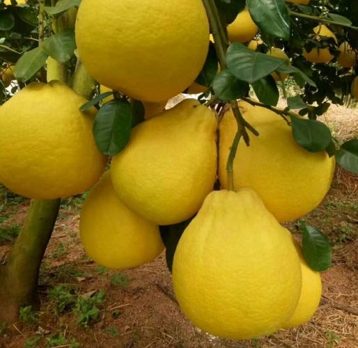 这四种柚子看起来很像,容易搞混怎么办?懂得这些辨别