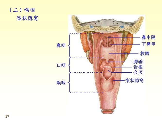 系统解剖学4消化系统06 系统解剖学4消化系统06 (三)喉咽 梨状隐窝
