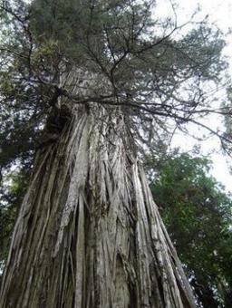 雪曼将军树(general sherman tree),已超过3500年树龄,高83.
