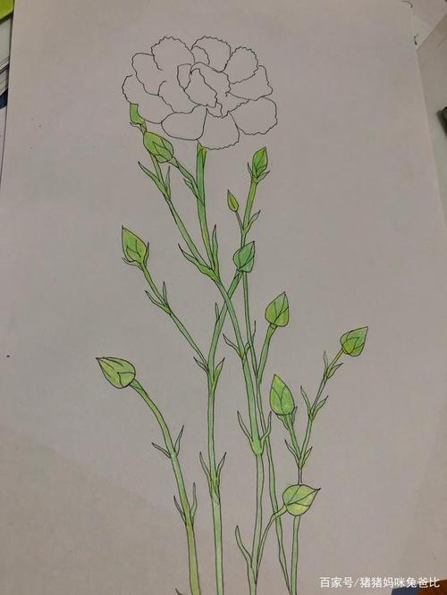 画一朵康乃馨给全天下的母亲,也特别送给我那个既当妈又当爸的好妈妈