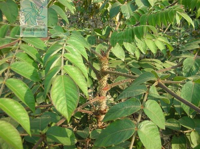【植物形态】楤木(《本草拾遗》),又名:鹊不踏(《纲目》),刺老包