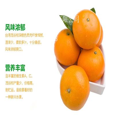 茂谷柑苗