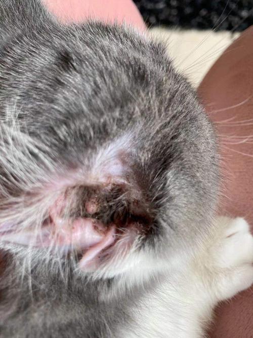 昨天刚买的小猫耳螨是不是很严重啊01