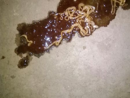 这是什么虫,狗狗拉的