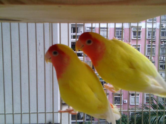 这才是黄桃牡丹鹦鹉【我家的】