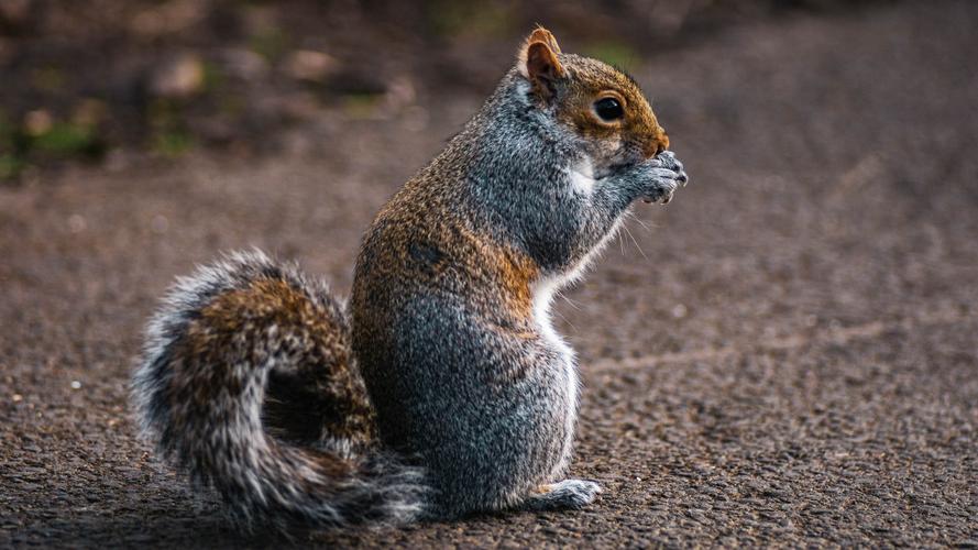 树上的小松鼠图片212