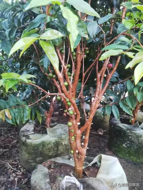 嘉宝果树苗出售四季嘉宝果嫁接嘉宝果果苗