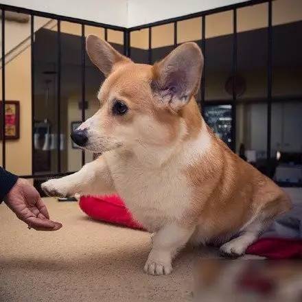 短腿有人爱 女王长陪伴