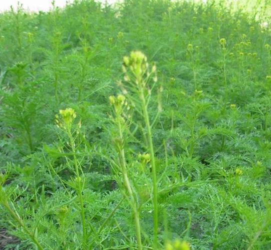 播娘蒿图片 播娘蒿草本野菜植物图片