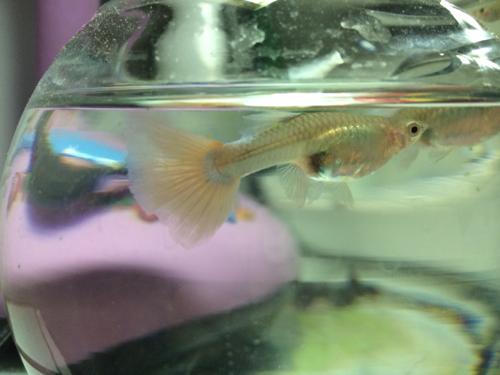 各位给看一下,这条孔雀鱼是不是怀孕了?大概什么时间能生?怎么判断?