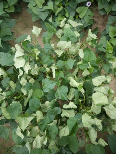 请问这红薯叶是怎么回事?长势还不错,就是卷叶