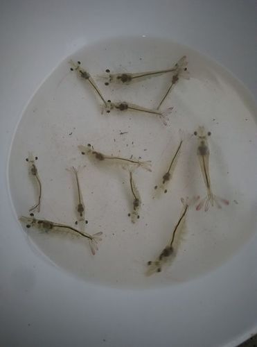 健康 正文  分析总结:对虾(3公分左右)处于转肝期,肝胰腺发育初步完善