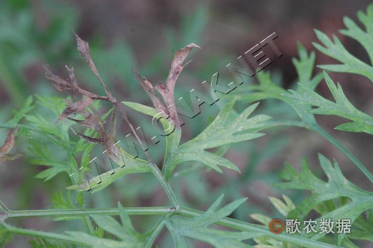 山胡萝卜的生长习性
