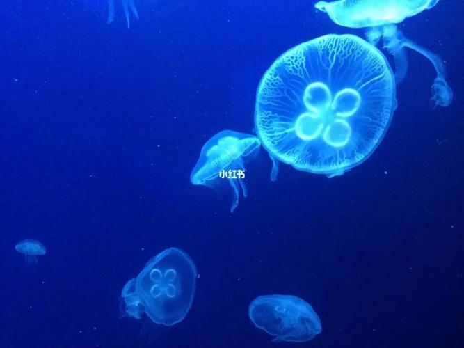d36~每天带你认识1种海洋生物:海月水母_水母_鲸探海洋科普研学基地