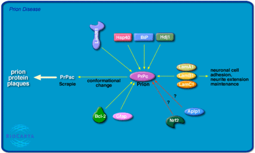 prion pathway-信号通路图库-生物在线 lab-on-web