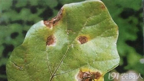 茄子褐斑病的发生与防治