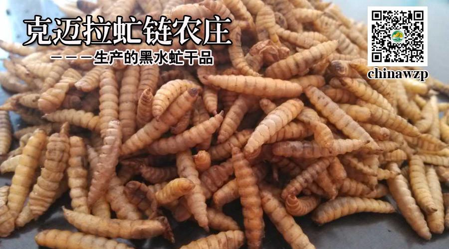 黑水虻干 - 克迈拉微商 - 图虫摄影网