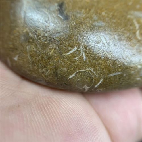 法螺天珠原石 藏传