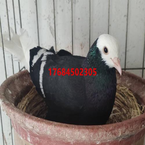 拉合尔鸽一对多少钱蓝色拉合尔鸽子海鸥鸽燕子鸽观赏鸽养殖场