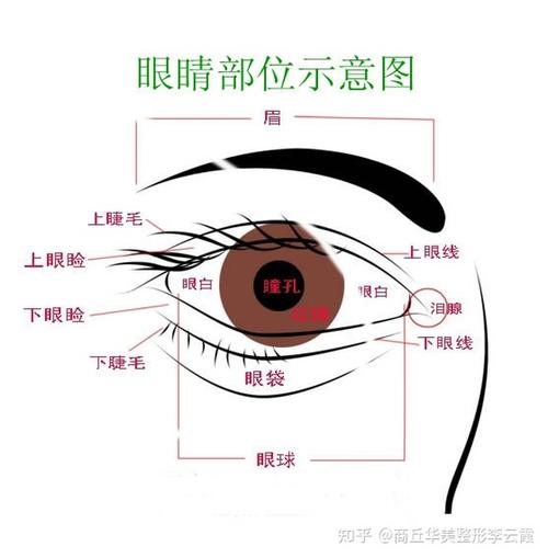 割双眼皮有哪几种方式类型?做双眼皮手术多久能恢复好?前后对比效果图