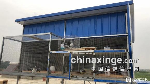 14年养鸽回忆后续:鸽主起棚再养鸽