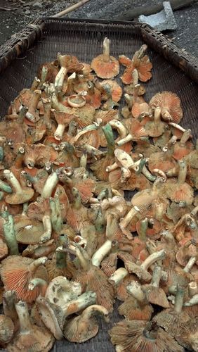 这种是在湖南湘西地区找到的菇子,很好吃,但不知道叫什么!
