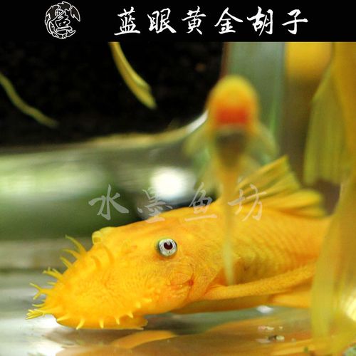 黄金胡子大帆清道夫鱼活体 清缸工具鱼黄金蓝眼大胡子热带观赏鱼